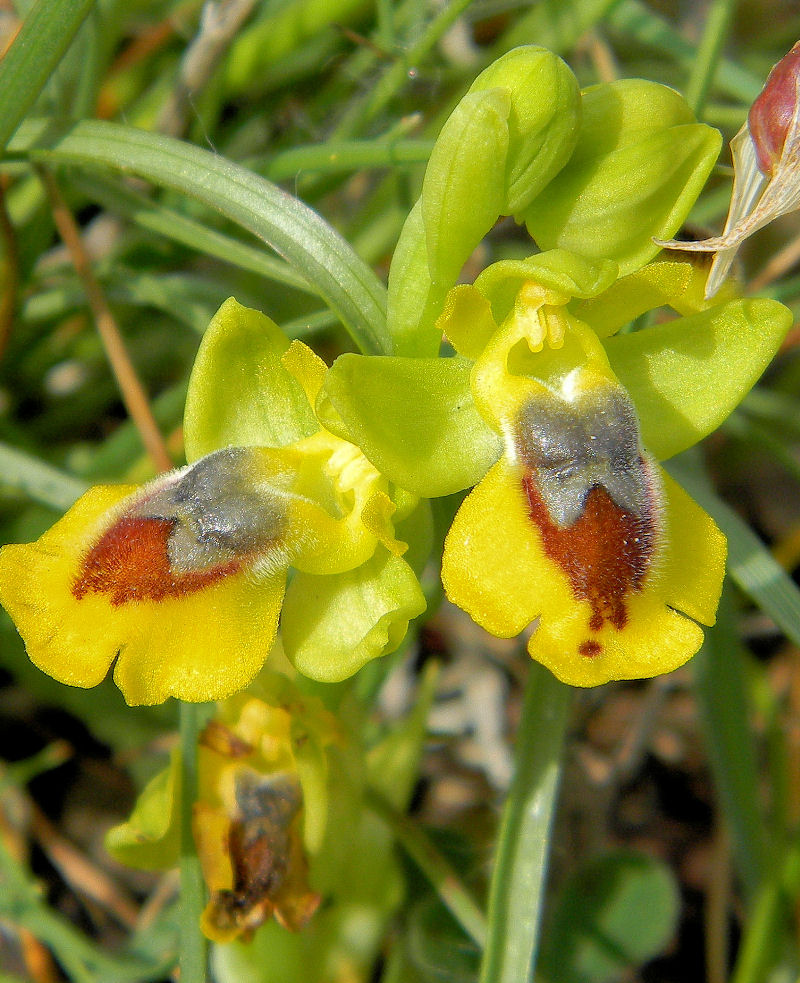 Ophrys lutea